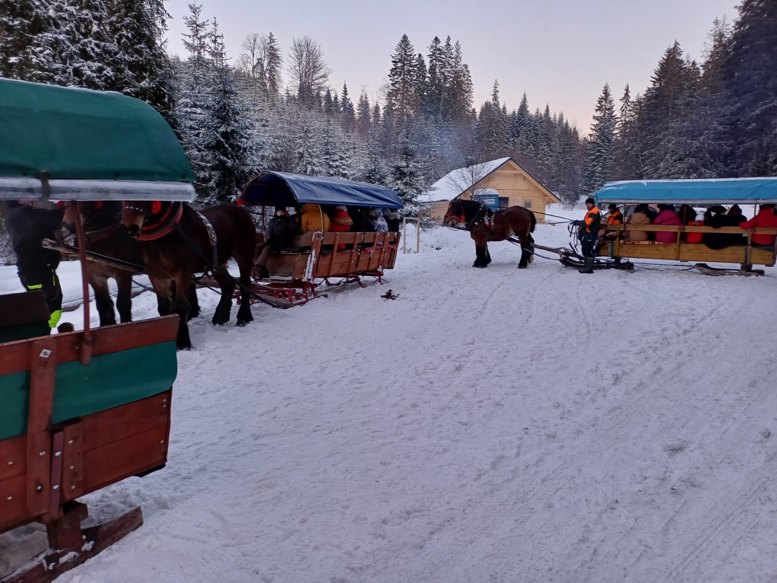 Konie w zaprzęgu